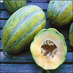 Casaba Fruit