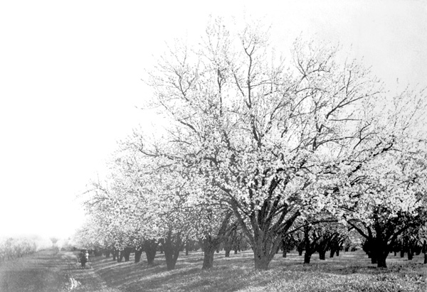 sc10658 Almond Orchard, Bidwell Ranch ca 1895