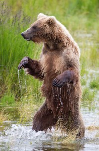 grizzly-bear-standing