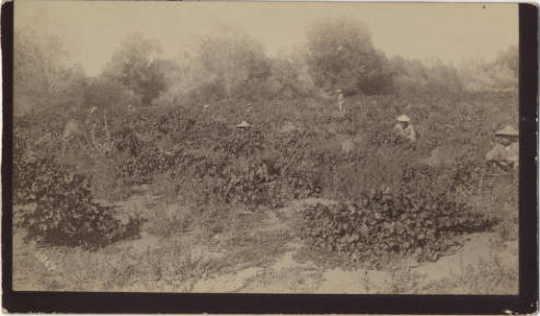 Chinese Workers on John Bidwell's Ranch. Special Collection, Meriam Library, CSUChico.