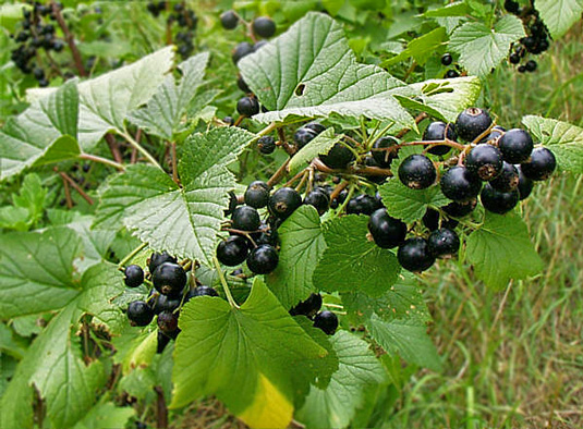 black_currant_1