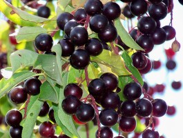 chokecherries