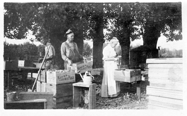 Peach_harvesting_on_Rancho_Chico